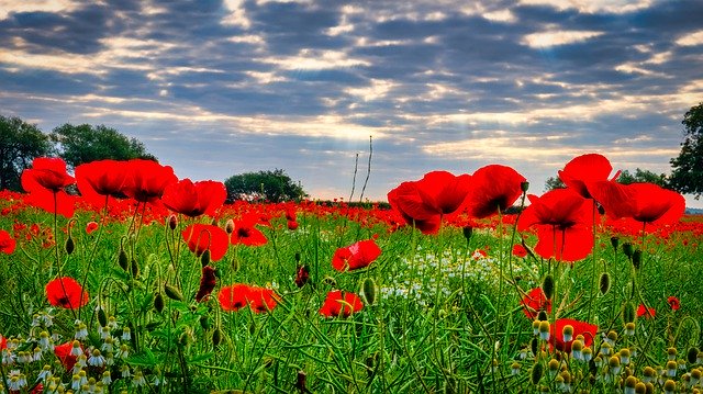 field of poppies